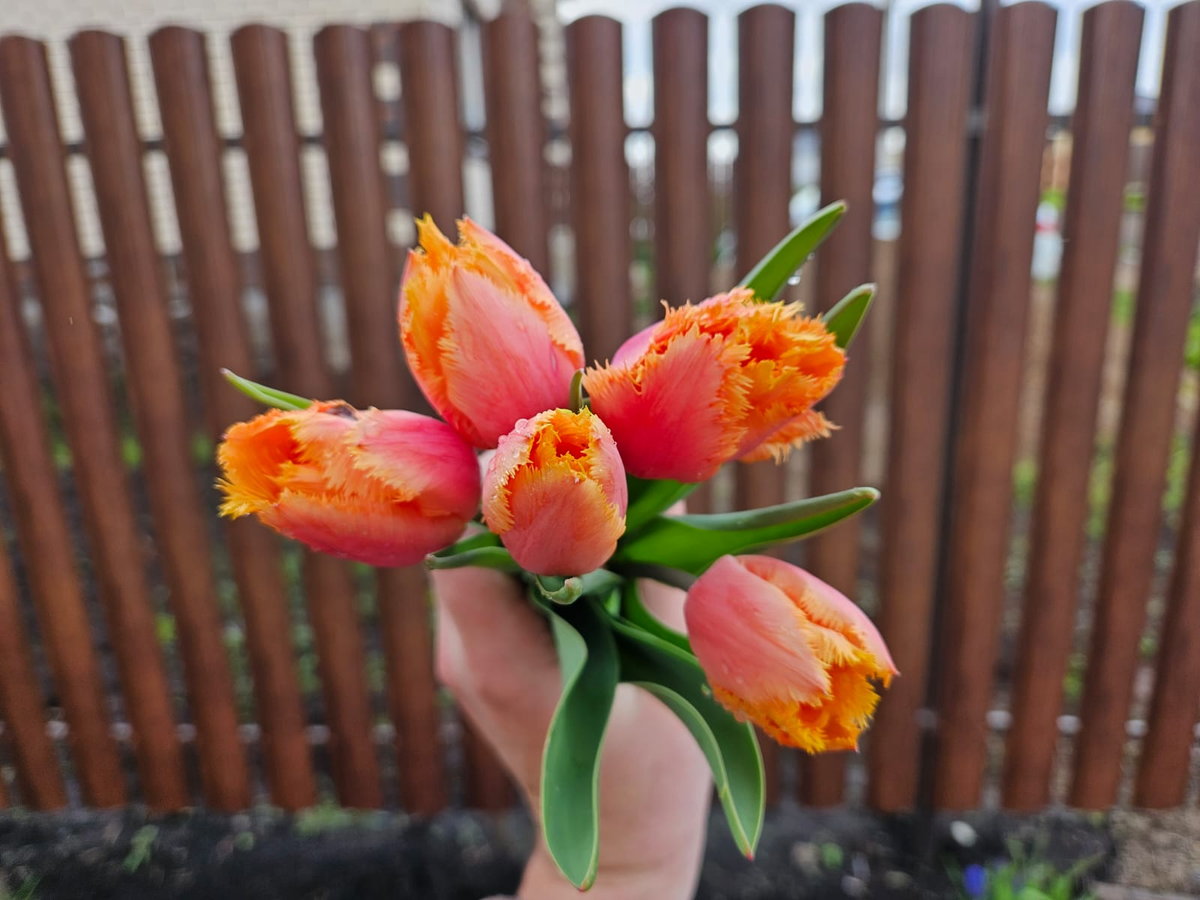 Вот такая стадия цветения у тюльпанов у меня - самая любимая