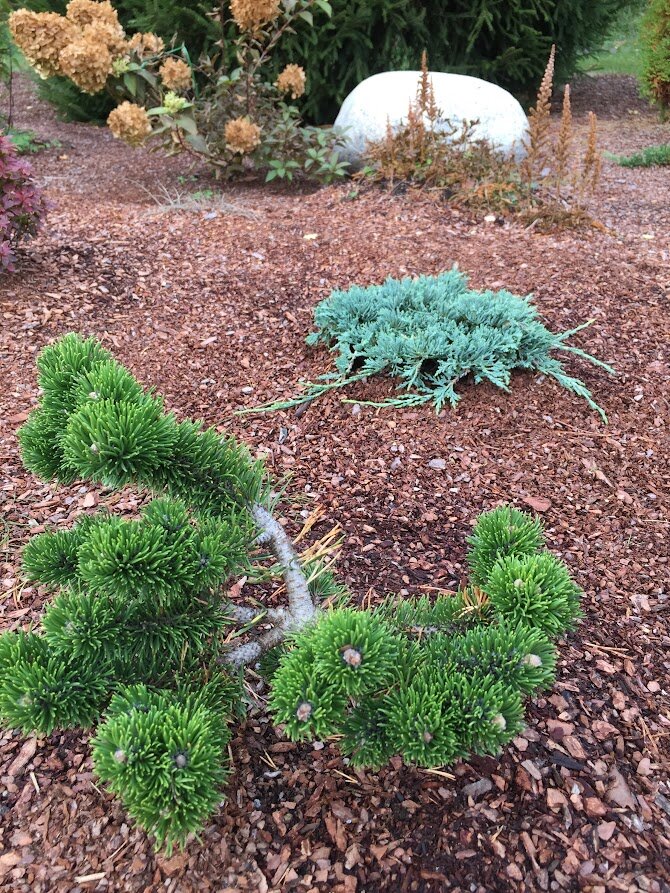 2018 Pinus mugo Jakobsen