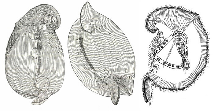 Хвостатый бриофиллум (Bryophyllum caudatum) на рисунках 1933 года. Длинный «червяк» на схеме справа – это макронуклеус, вегетативное ядро инфузории. 