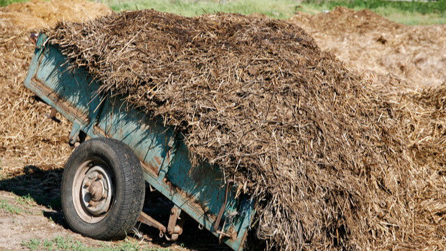  Да, органика — это ценнейшая вещь для огорода, причем это касается всех ее разновидностей. 
