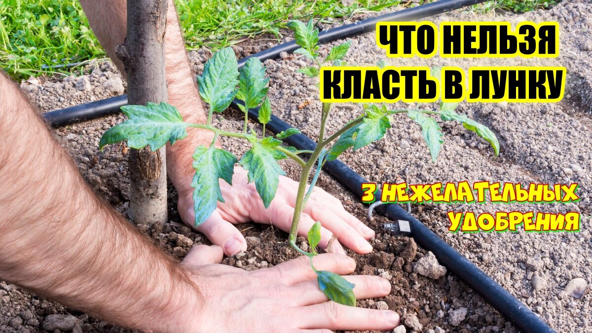 Поговорим о том чего нельзя класть в лунку при пересадке рассады томатов