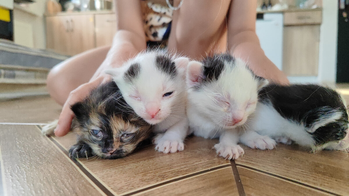 Как у этих малышей. И то на фото уже глазки обработаны