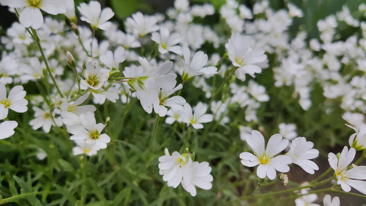 Цветы у бабушки