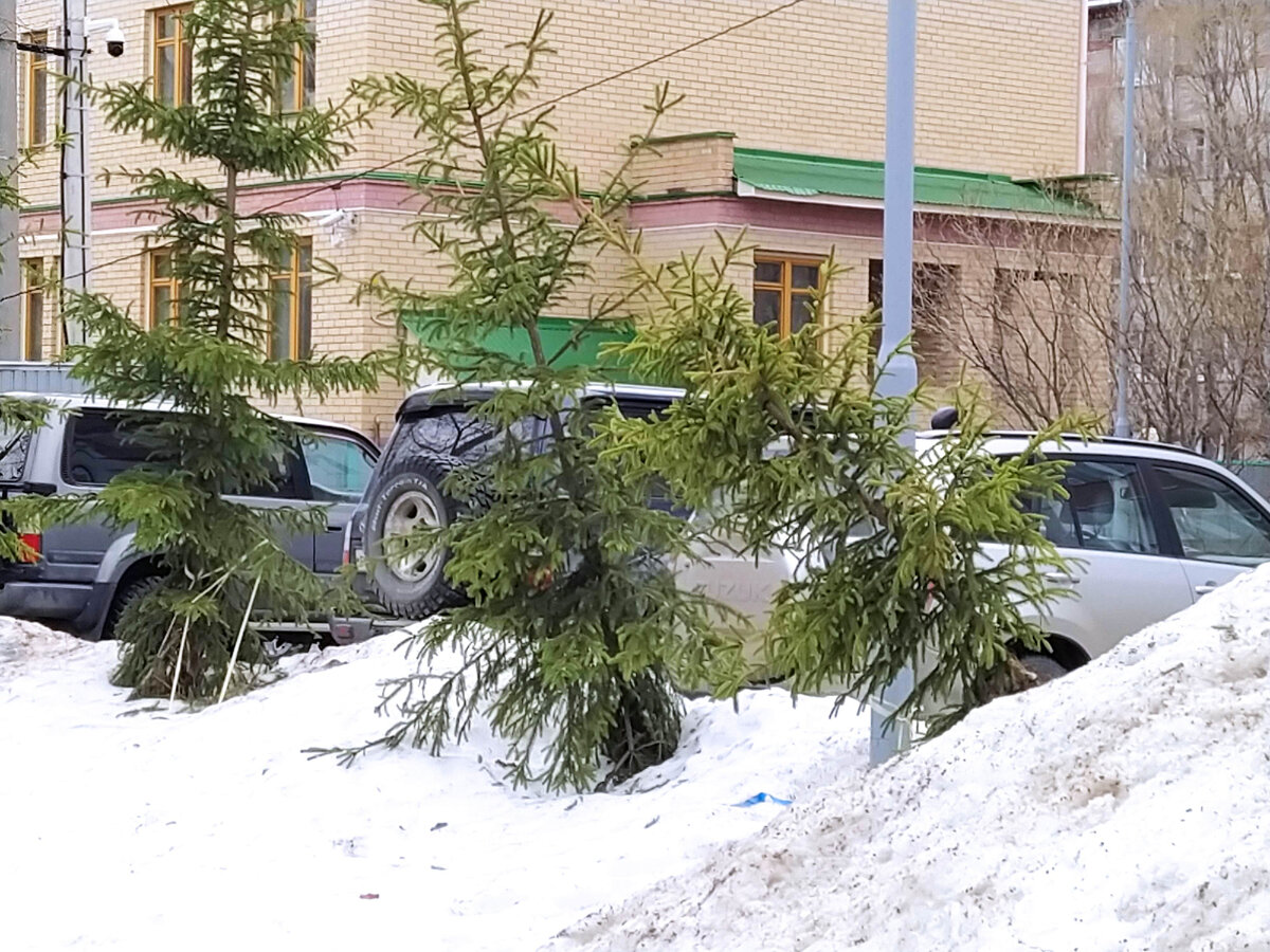 Весна, снег опускается, ели ещё зеленые, но как такие выживут.