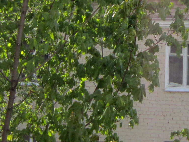 Нами посаженный клен остролистный за окном. Дальше...