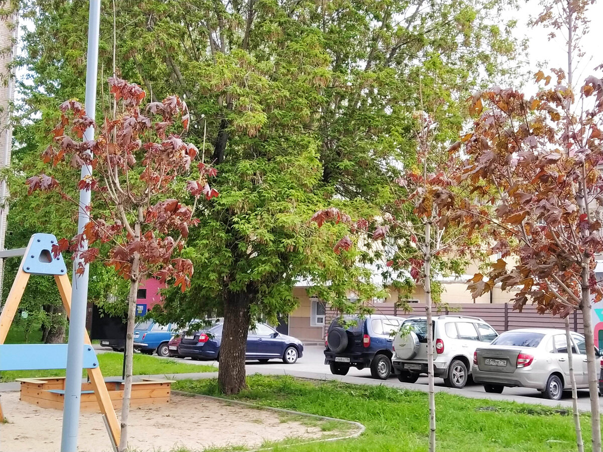 Клены Дебора с бронзовыми весной листьями. Листья тоже подвисли.