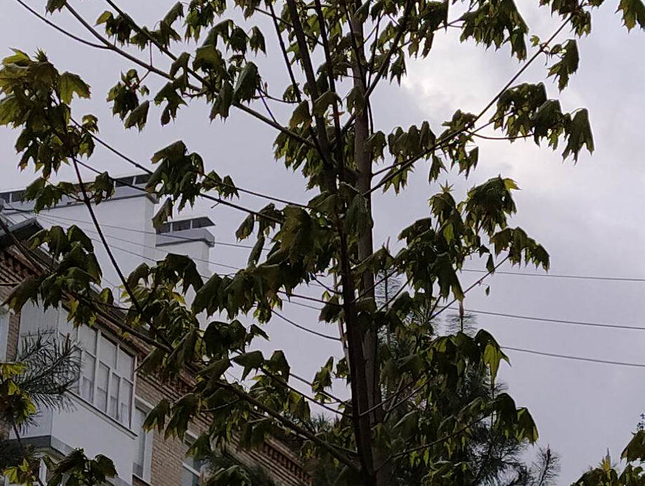 Клен остролистный, приехваший из леса сеянцем вместе с шиповником. 