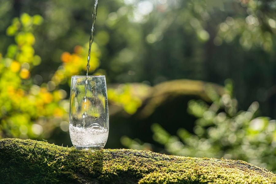 Источник: https://img.freepik.com/premium-photo/close-up-glass-plant-rock_1048944-6247386.jpg?w=900