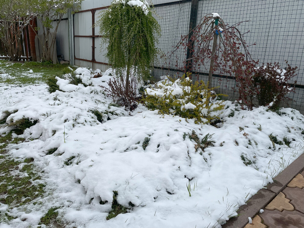 Вот так выглядела наша дача утром 9 мая. Фото автора