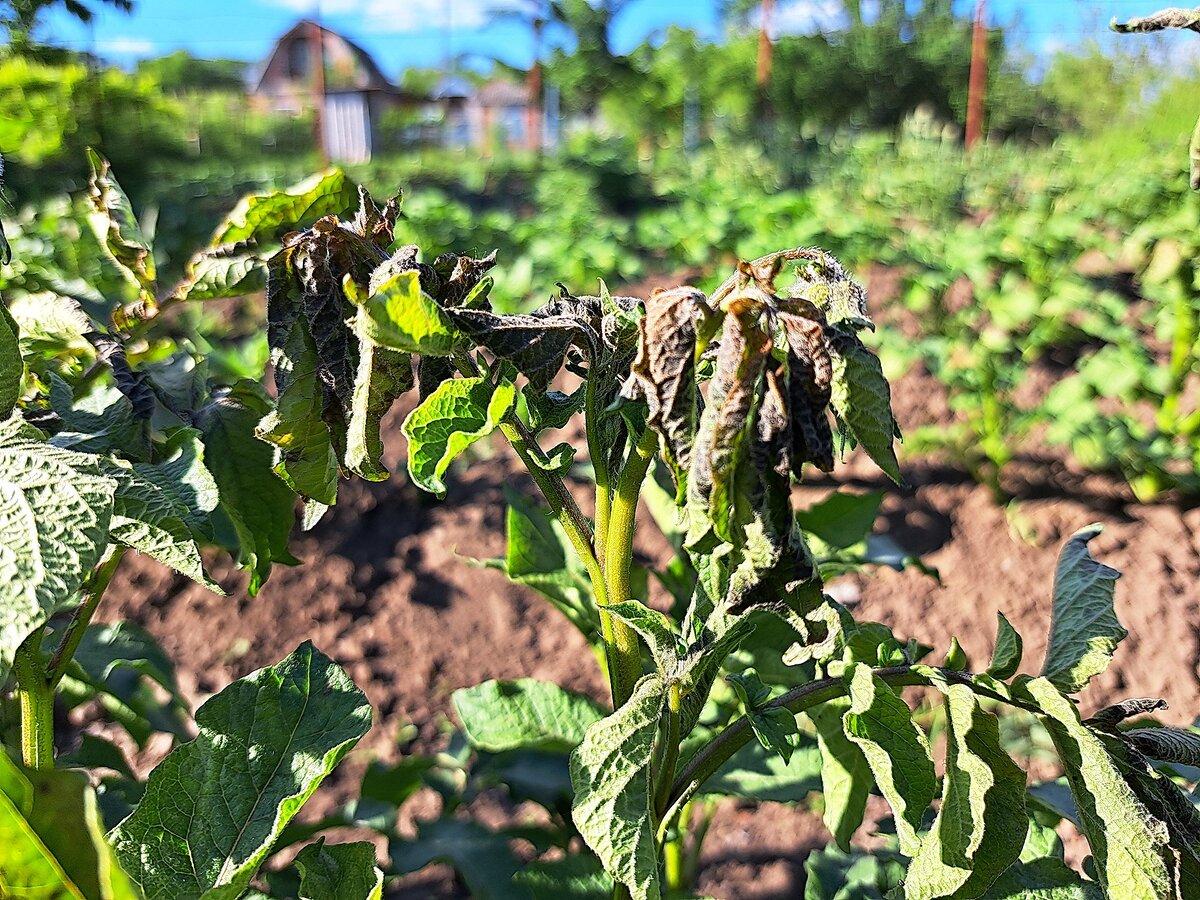 Картофель, пострадавший от заморозка 6 мая 2024 года.