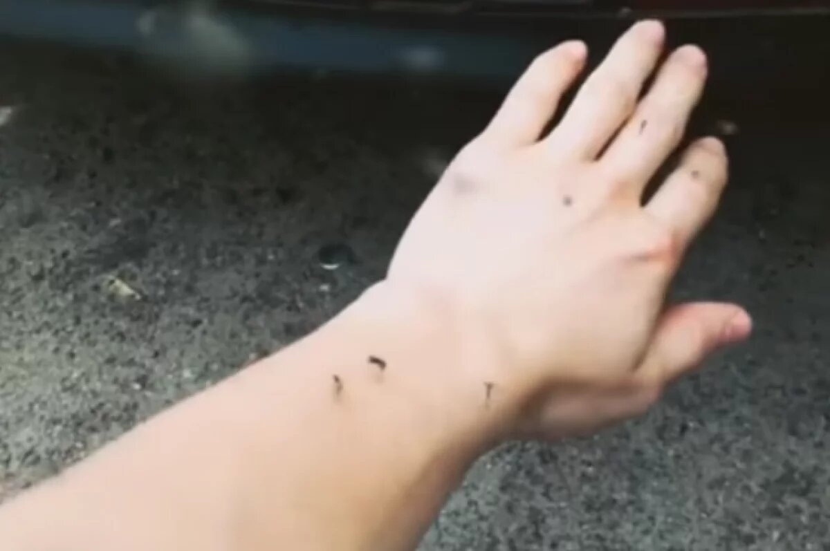    Мелкие насекомые — самые распространенные и самые вредные