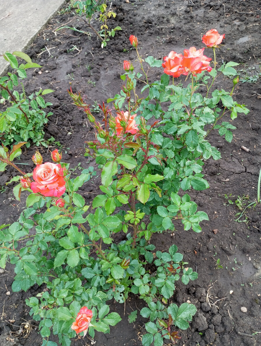 Роза на даче. 