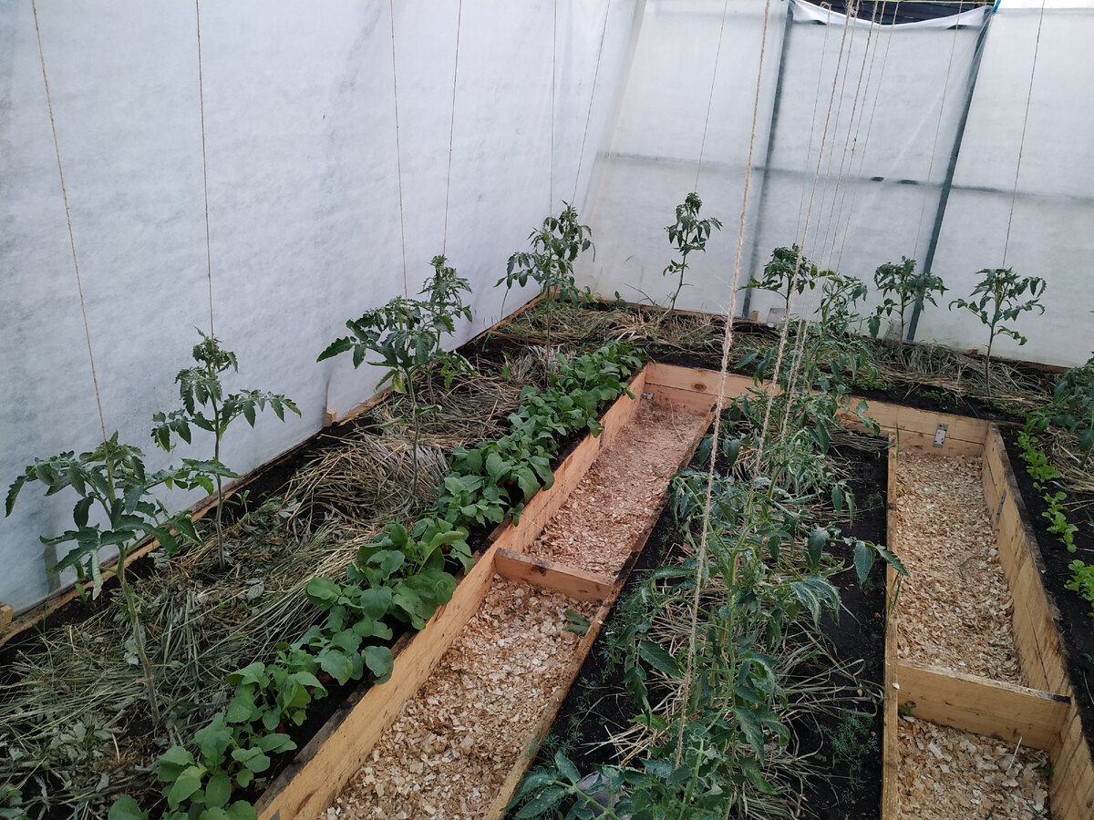 Мульчирование томатов в теплице - это эффективный метод ухода за растениями, который помогает: 1. Сохранить влагу.  2. Снизить конкуренцию сорняков. 3. Улучшить общие условия роста.