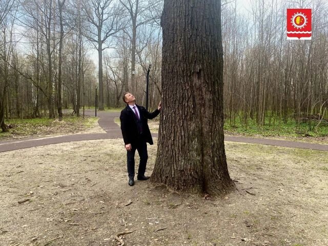    Дуб Петра Великого украшает городской парк. Фото: Администрация Шумерли