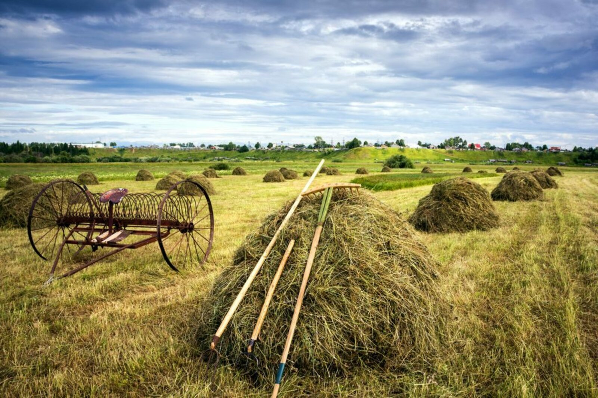 яндекс картинки