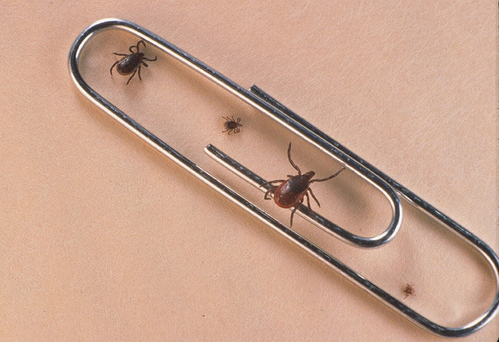 Самец, нимфа, самка и личинка клеща Ixodes