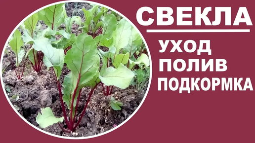 Уход за свеклой в открытом грунте Как поливать и чем подкормить свеклу