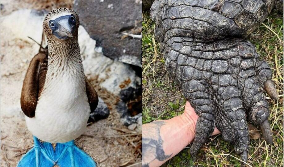 От лапок до странных ног: 14 милых фото, как выглядят ноги и руки разных животных