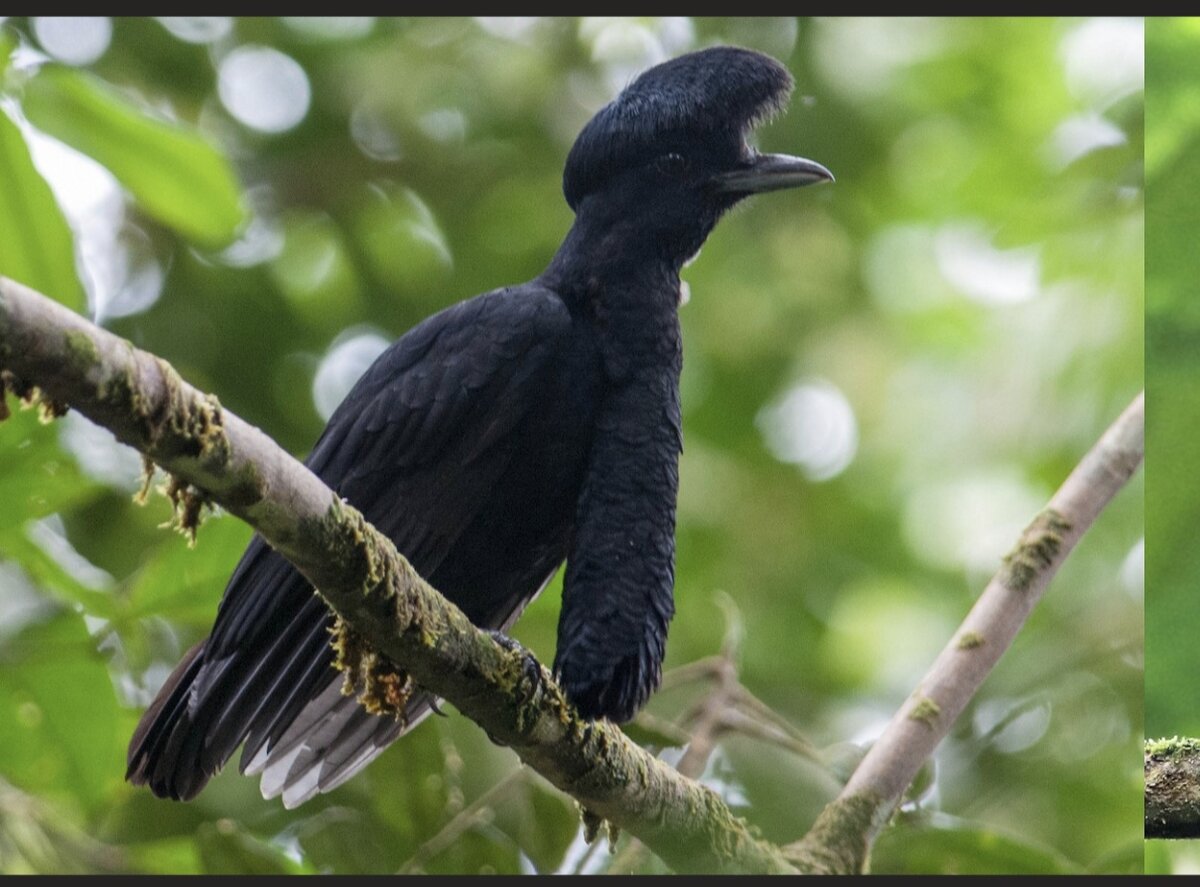 Самец эквадорского головача