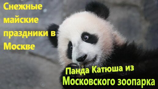 216. Панда Катюша в МОСКОВСКОМ ЗООПАРКЕ. Снежные майские праздники в Москве. День Победы в Бутово