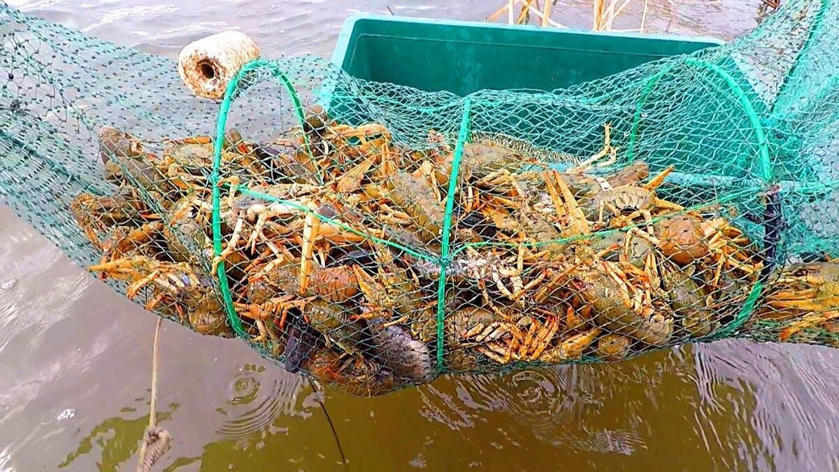 Какая раколовка самая уловистая