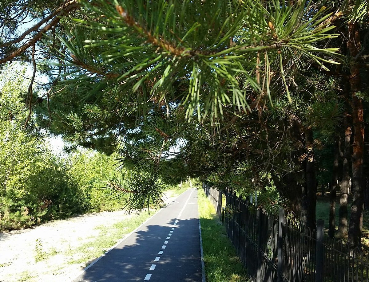 Парк имени Ю.А. Гагарина (источник: https://www.tripadvisor.ru/Attraction_Review-g662362-d7184991-Reviews-Forest_Park_of_Gagarin-Tyumen_Tyumen_Oblast_Urals_District.html)