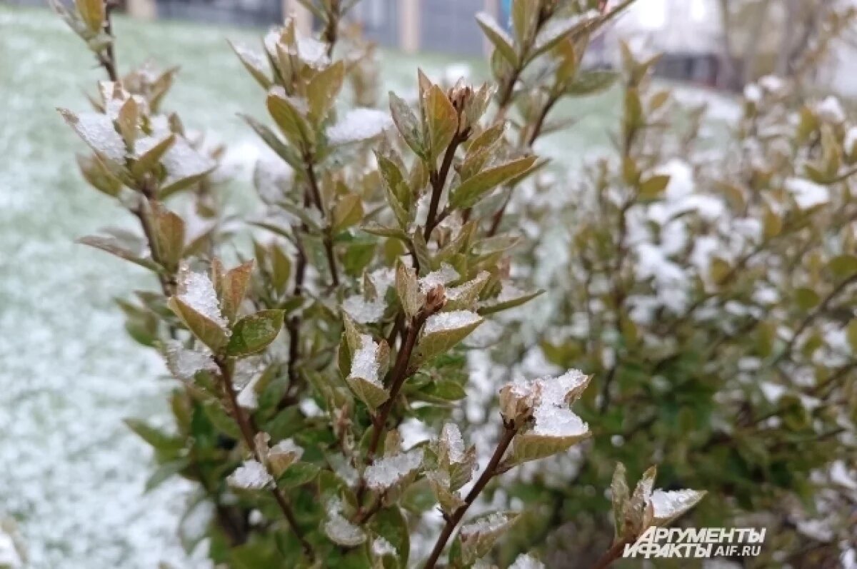    10 мая стало самым холодным майским днём в Перми за 22 года