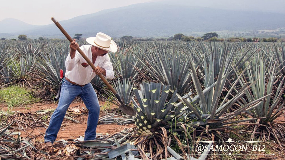 Химадор (фермер) срезает агаву. A photo posted by Dave Sidhu (@dave_playacabana). 