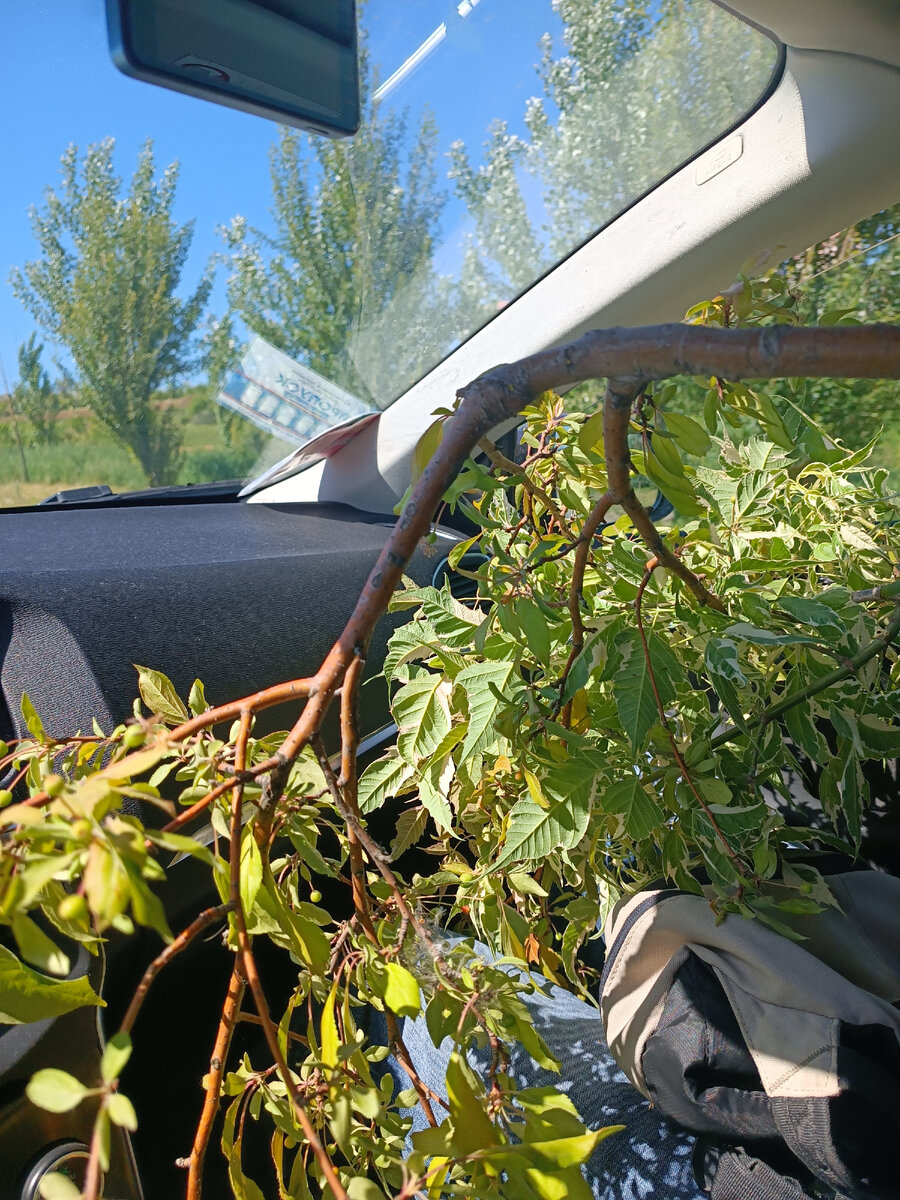 Везём домой. Зеркало боковое вообще не видно🤦‍♀️