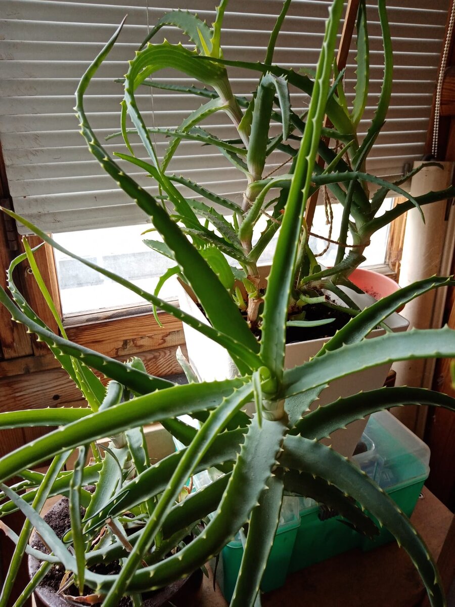 Вот такой мой вновь приобретенный цветок алоэ.