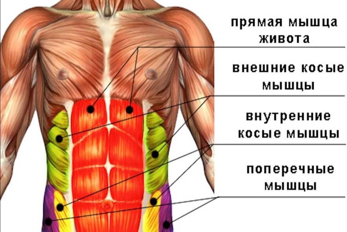 Мышцы живота