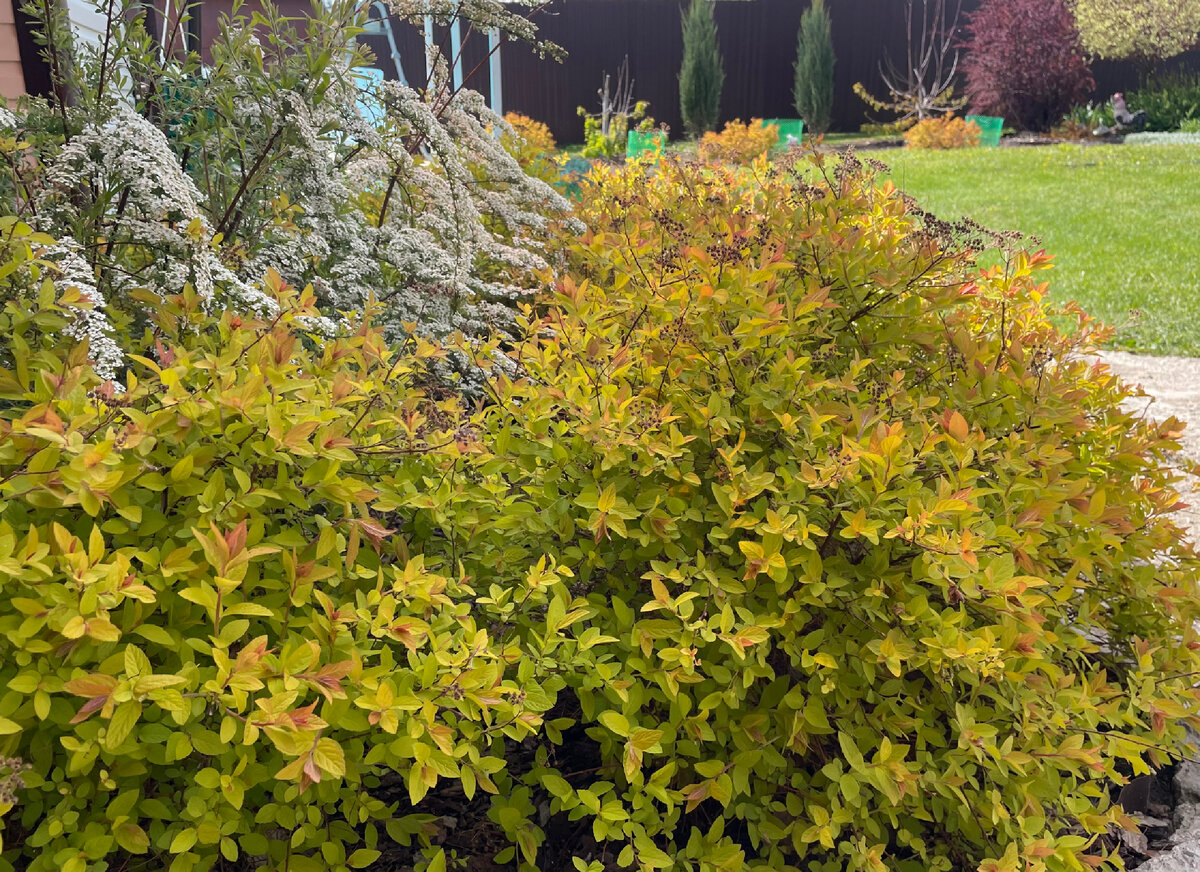 Спирея японская “Golden Princess”.
