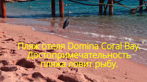 Пляж отеля Domina Coral Bay. Достопримечательность пляжа ловит рыбу.