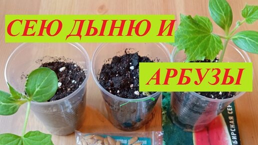 Сею дыни и арбузы. Моя рассада огурцов.