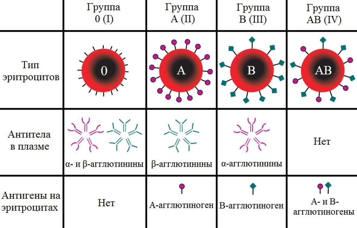 Что означает в таблице по крови Название клеток крови таблица Распиновки.ру