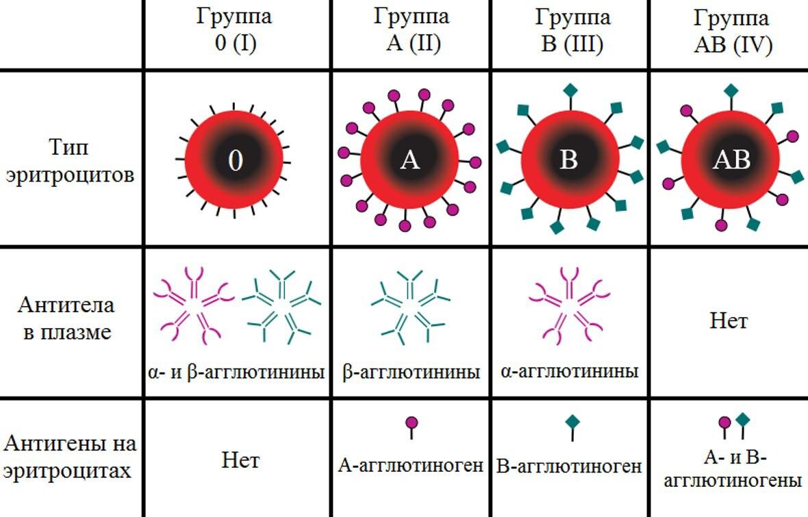 Как узнать свою группу крови и резус-фактор дома? Запасайтесь знаниями!