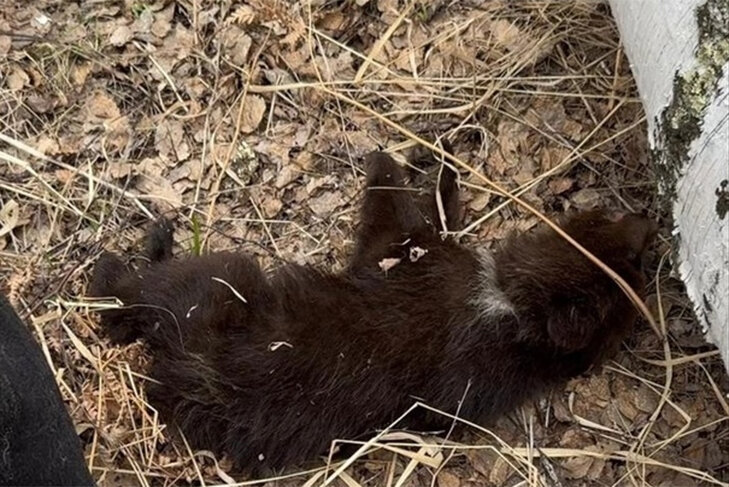    Сначала девушки приняли медвежонка за щенка. Фото минприроды Новосибирской области.