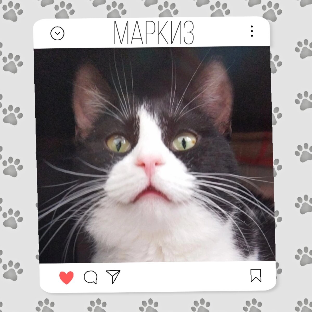 Кот Маркиз ищет дом 🫶🐈‍⬛ | Приют для кошек 