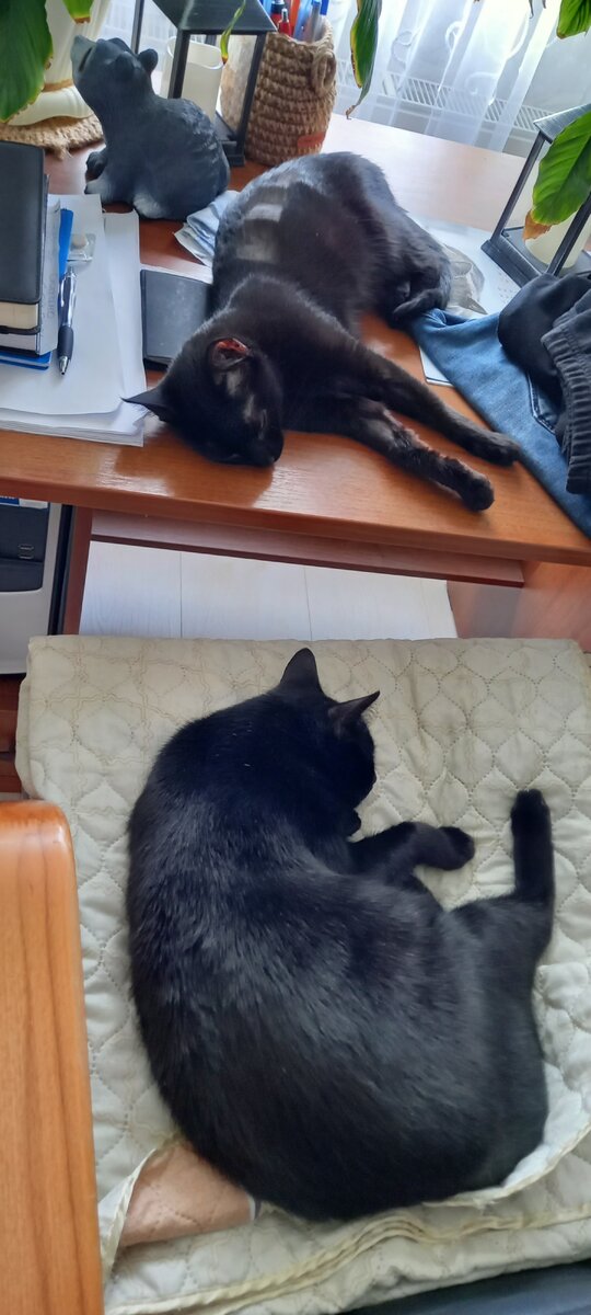 Коты мои коты...) Набесились и попадали. На столе Мишка