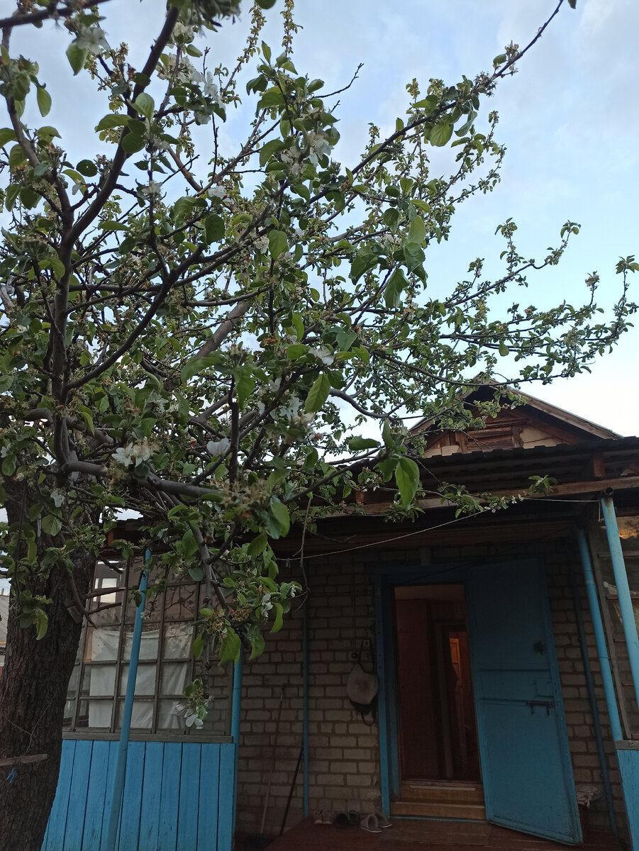 Цветущая яблоня у одного из домов