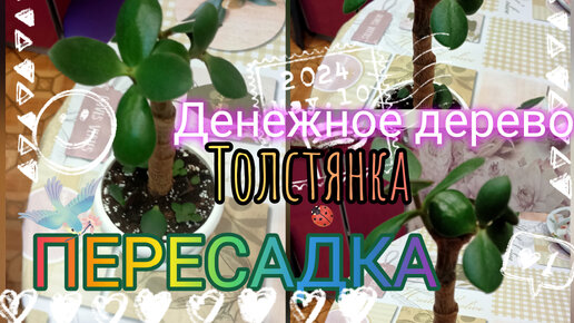 💸Денежное дерево 🌳или 🌿Толстянка🌵. Пересадка в новый дом.🏡