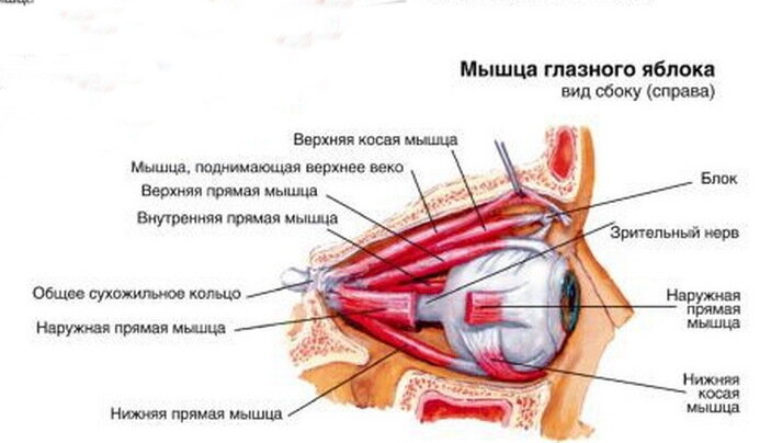 Глазодвигательные мышцы. Изображение из Яндекс.Картинок