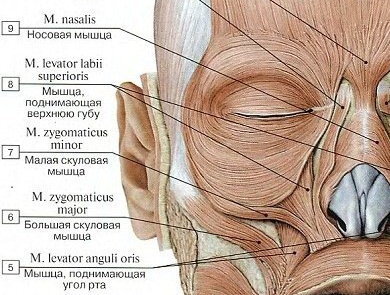 Другие мышцы, "зажмуривающие" глаз. Изображение из Яндекс.Картинок