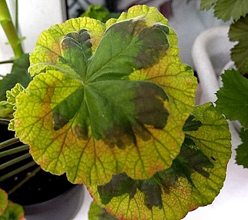 Вот такой сложный рисунок листа у неё.