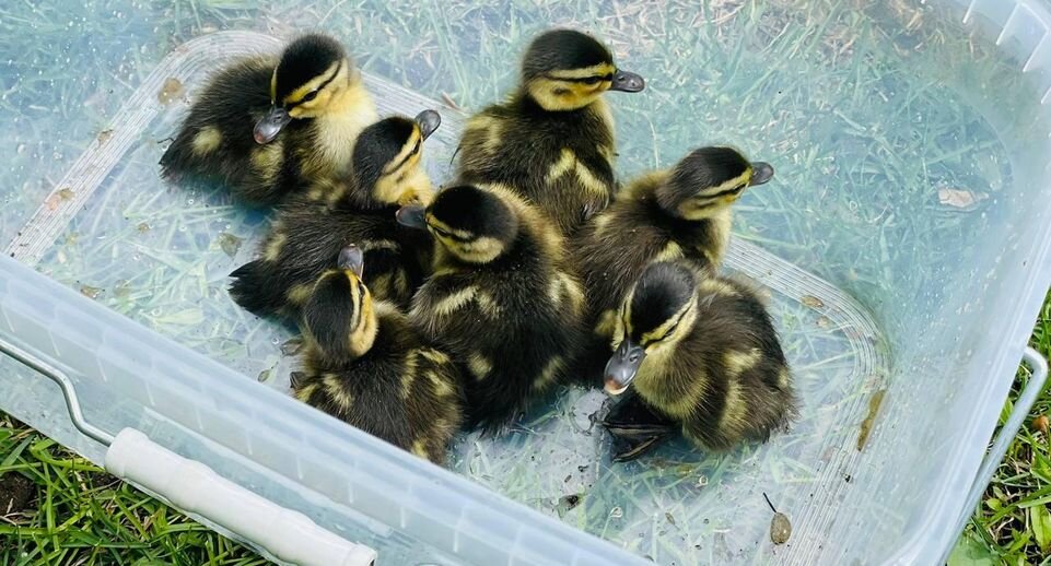    Пресс-служба ЦПКиО имени Горького / Telegram