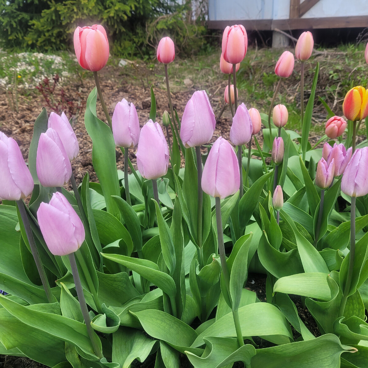 Первый план у дорожки - Тюльпаны Триумф ALIBI, за ними Тюльпаны Дарвина Mystic van Eijk. Фото мое