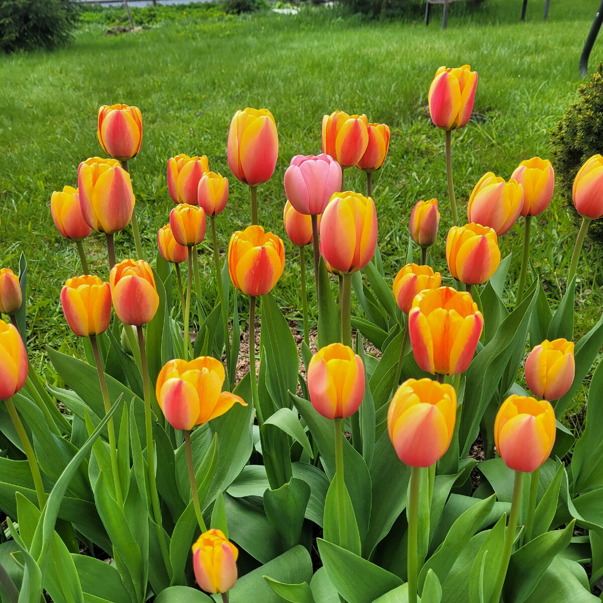 Тюльпаны сорта Триумф Denmark. Фото мое