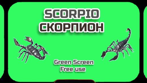 СКОРПИОН видео Green Screen футаж. ХРОМАКЕЙ АНИМАЦИЯ на зелёном фоне.