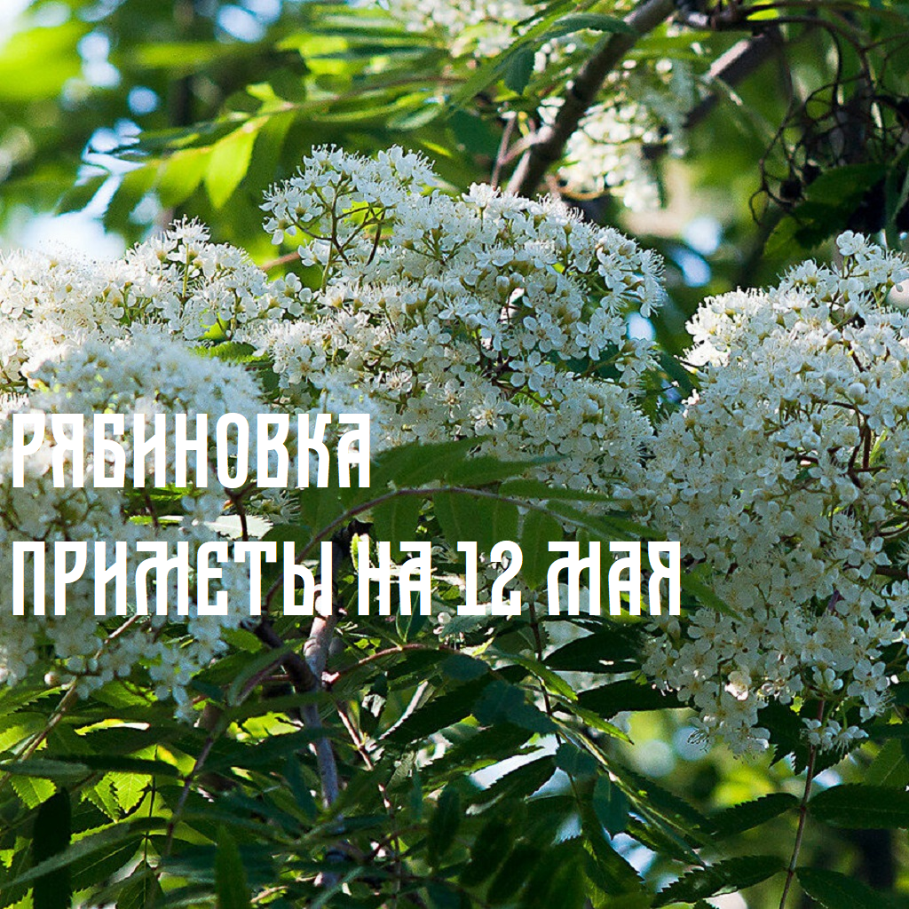 Рябиновка