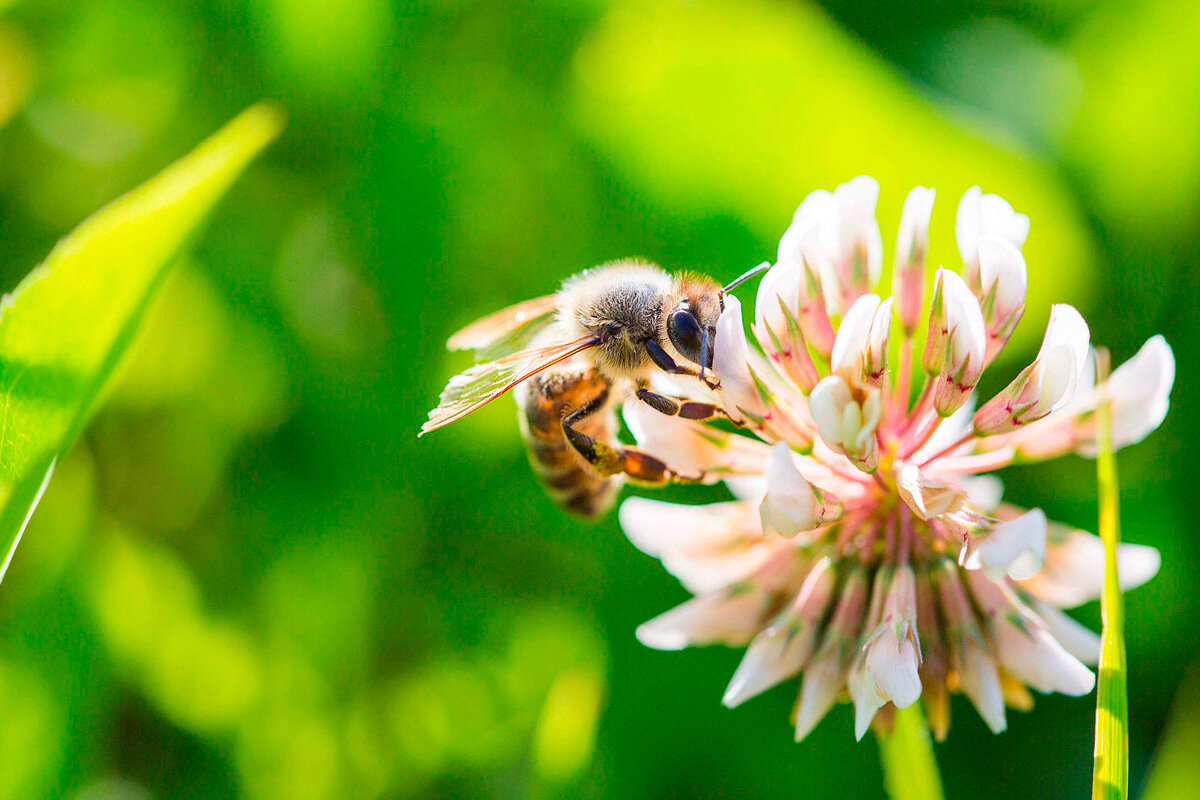 Какие полезные свойства лугового меда? Луговой мед, собранный пчелами с разнообразных полевых цветов, является настоящим кладезем полезных веществ.
